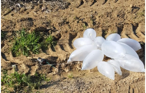 العُثور على بالونات مفخخة في المجلس الإقليمي شعر هنيغف