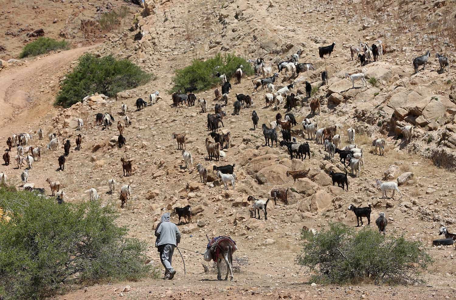 الحياة اليومية في منطقة واد المالح في الأغوار