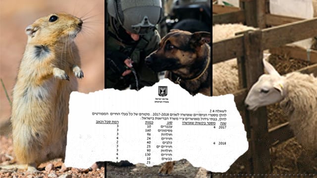 جيش الإحتلال يستخدم الآلاف من الحيوانات للتجارب السرية