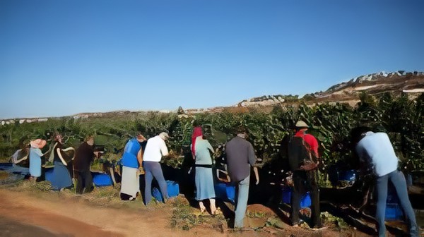 تحقيق لصحيفة هآرتس<br>كيف تجاوز الإنجيليون العاملون في المستوطنات حظر كورونا لدخول "إسرائيل"