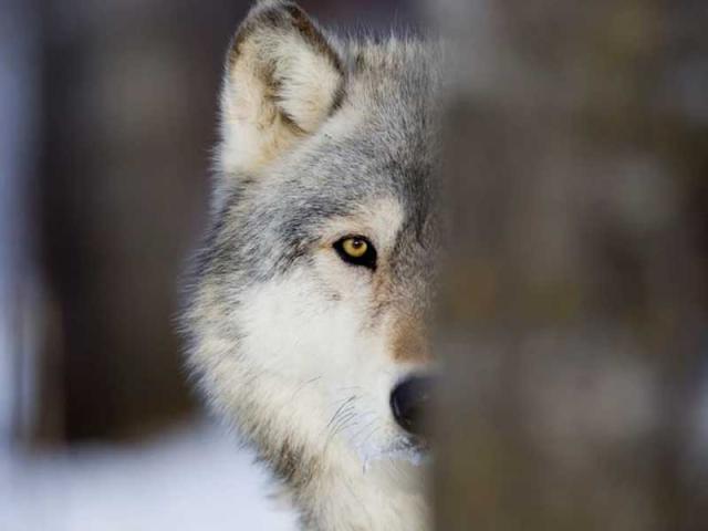 الذئب المنفرد