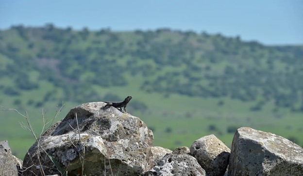 بينت يُقدم خُطة لمُضاعفة عدد السُكان في مُرتفعات الجولان
