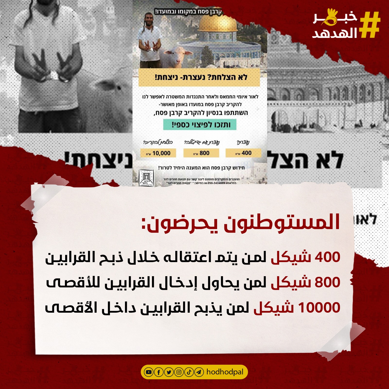 #خبر_الهدهد