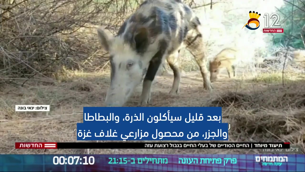 #شاهد: لمحة عن الحياة السرية للحيوانات على حدود #قطاع_غزة