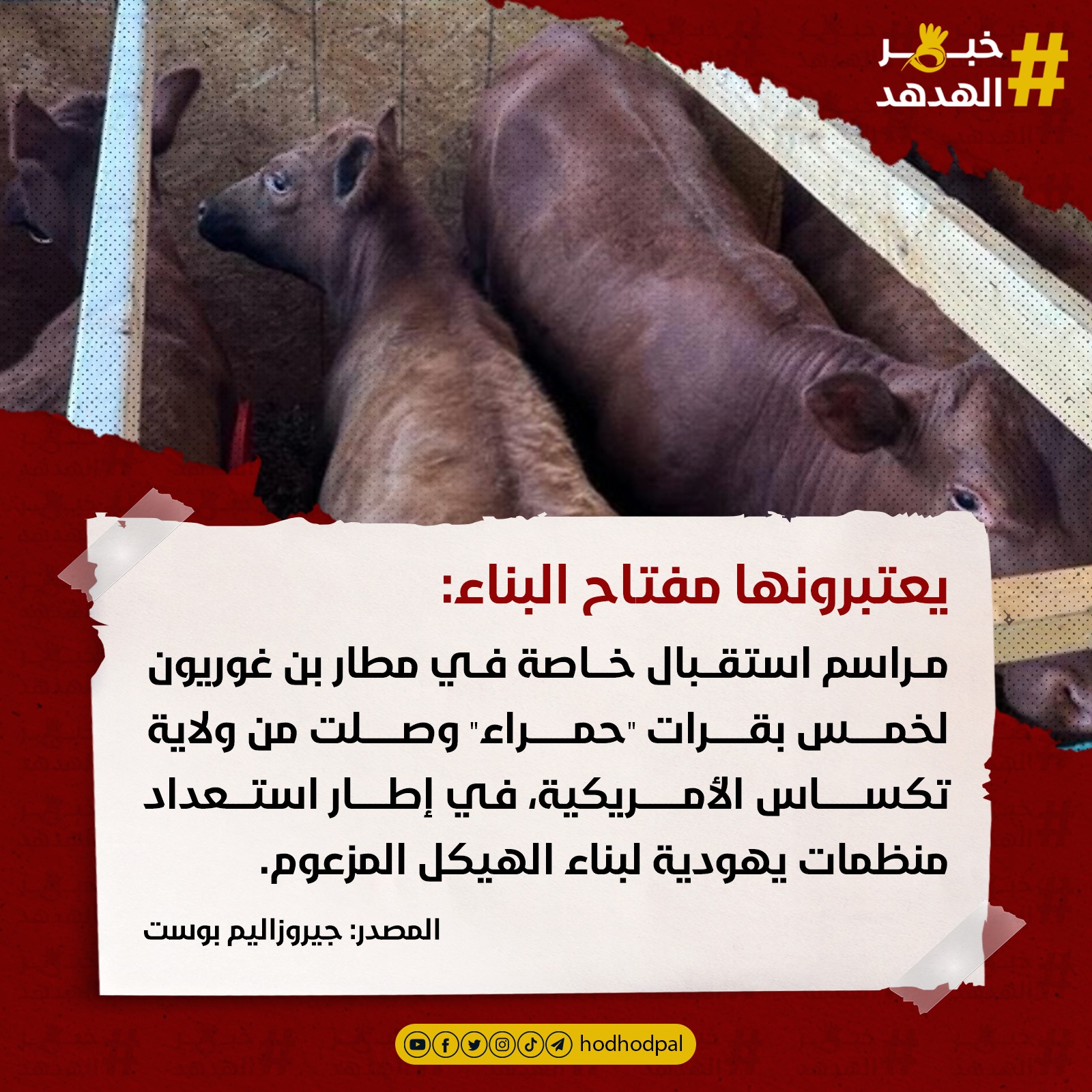 #خبر_الهدهد