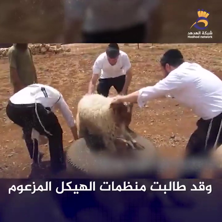 #شاهد: ما خطة المستوطنين لإدخال القرابين إلى الأقصى؟