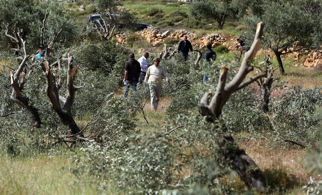  مستوطنو العدو يتلفون 5 آلاف شجرة في قرى فلسطينية بالضفة