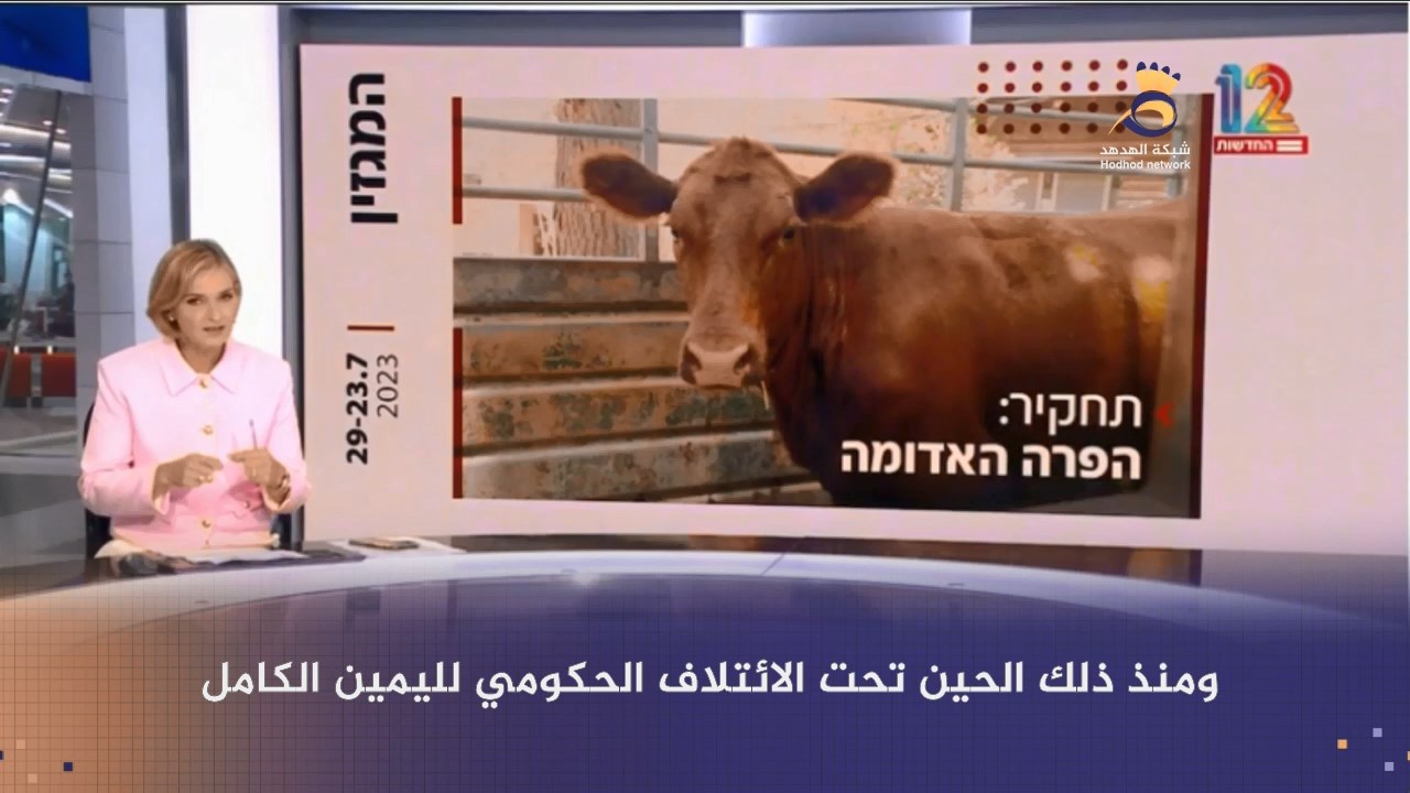 شاهد: خطوات حكومة "نتنياهو" لهدم الأقصى وبناء الهيكل المزعوم عبر ذبح البقرات الخمس
