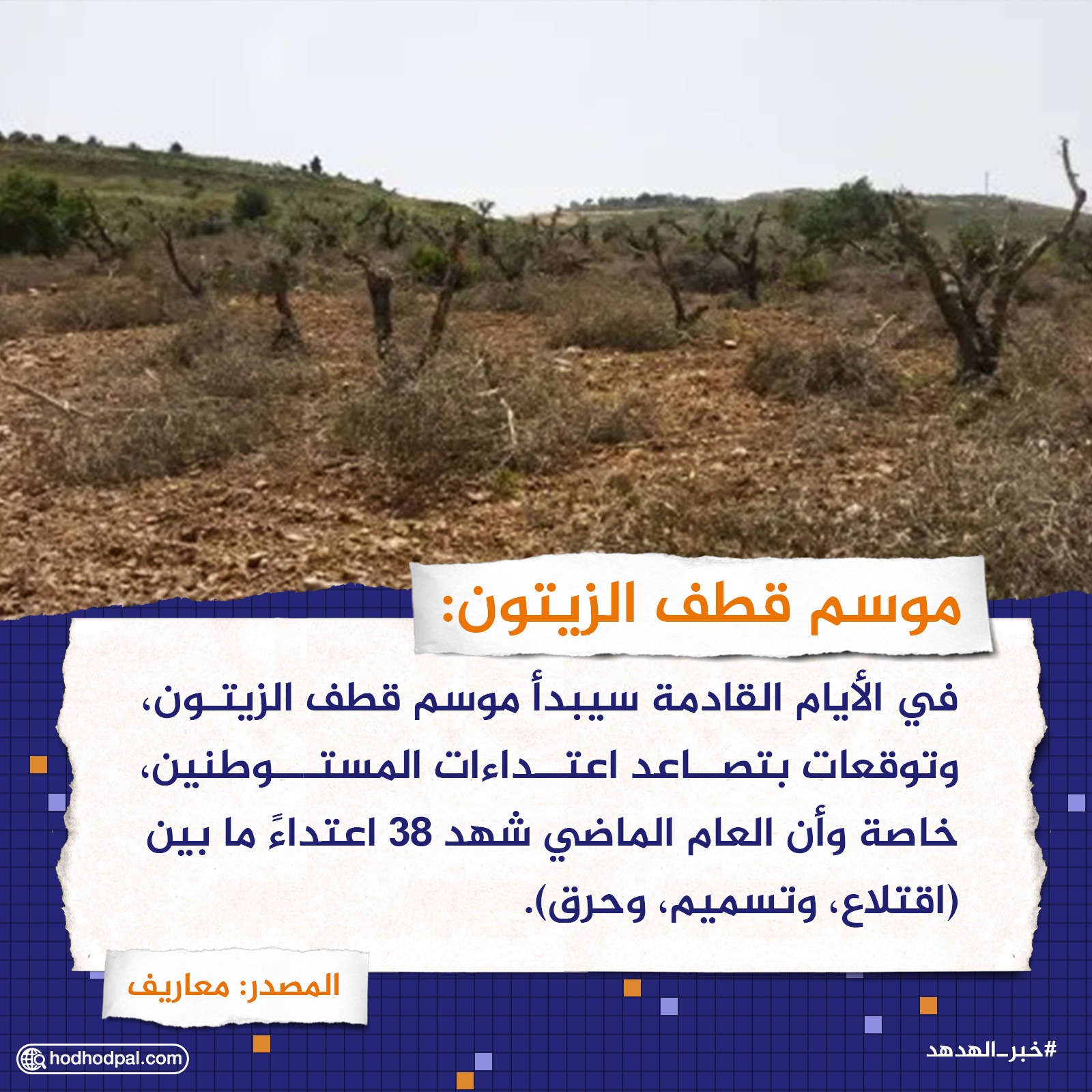 موسم قطف الزيتون