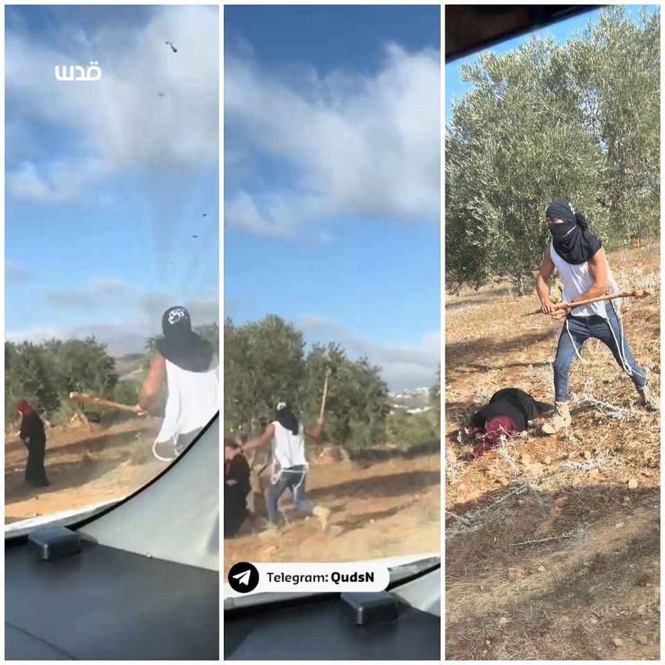 أسبوعان منذ ضرب مستوطن مسنة فلسطينية في الضفة ولم يُعتقل أحد