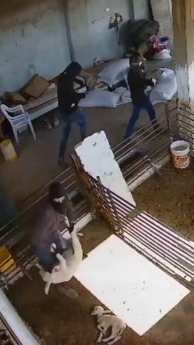 تصوير مستوطنين يعتدون على اغنام صغار في حظيرة يملكها فلسطينيون