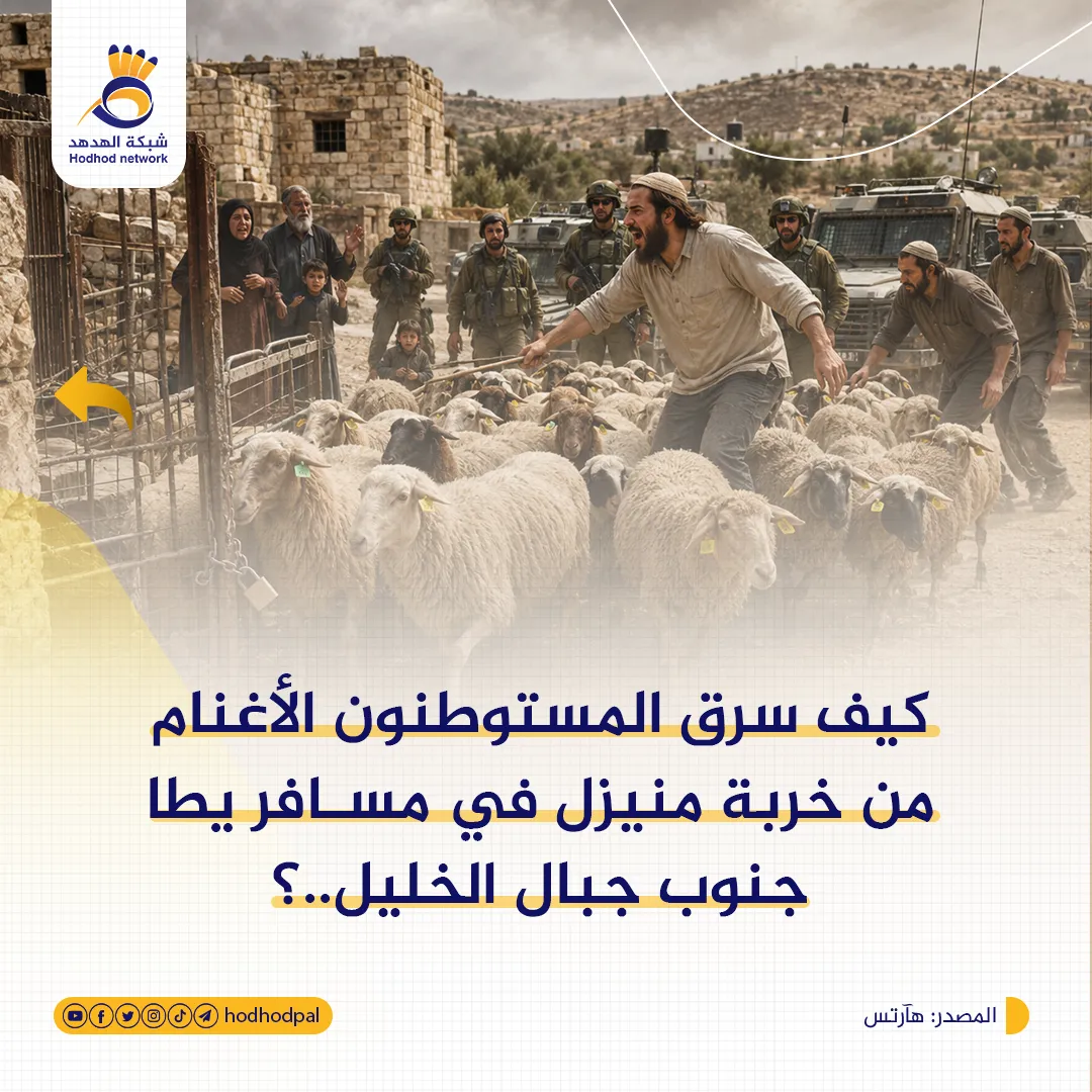 كيف سرق المستوطنون الأغنام من خربة منيزل في مسافر يطا جنوب جبال الخليل؟ 