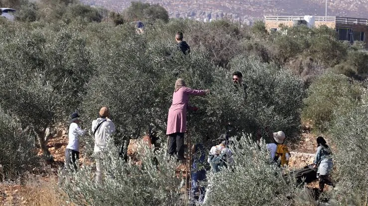 قطاف الزيتون في الضفة.. رزق مهدد واعتداءات مستمرة