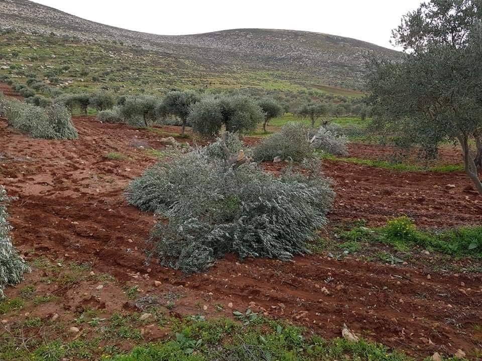 Settlers chop down trees in Hebron