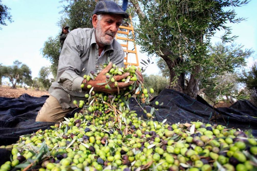 The Palestinian olive harvest and Israeli propaganda