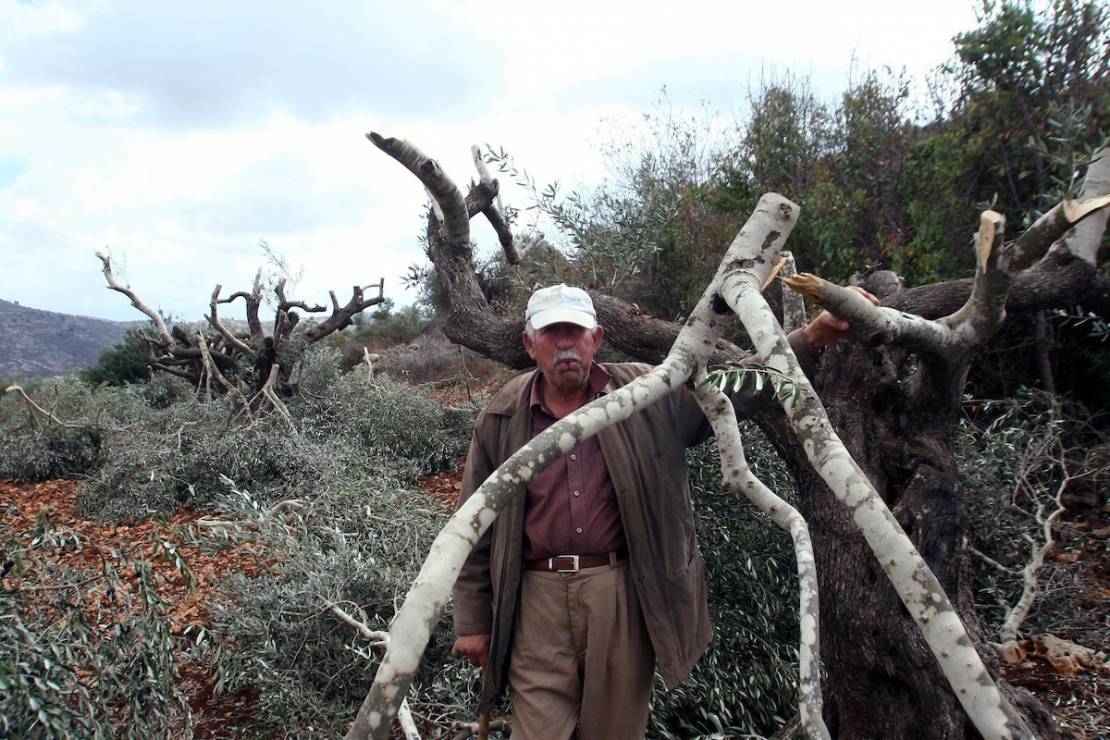 Israeli settlers cut off 300 olive trees in West Bank