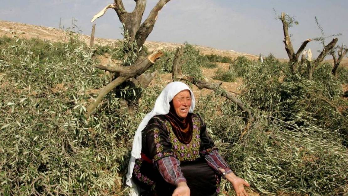 Israeli settlers uproot dozens of olive trees in Bethlehem