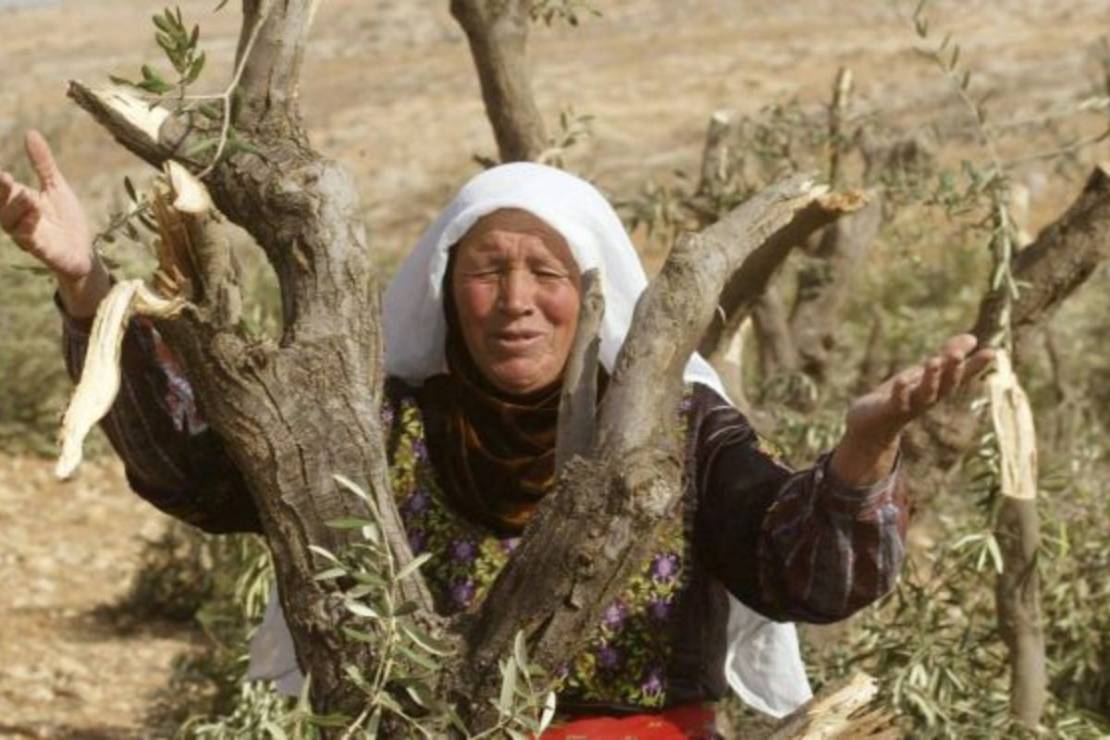 'Israel' chops off 200 olive trees in Deir Istiya