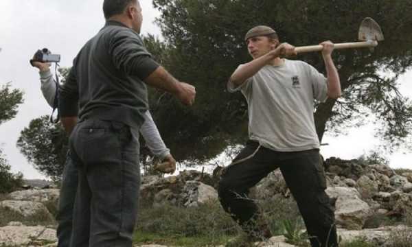 Settlers' violence: More burning of trees, vandalism, thuggery in West Bank
