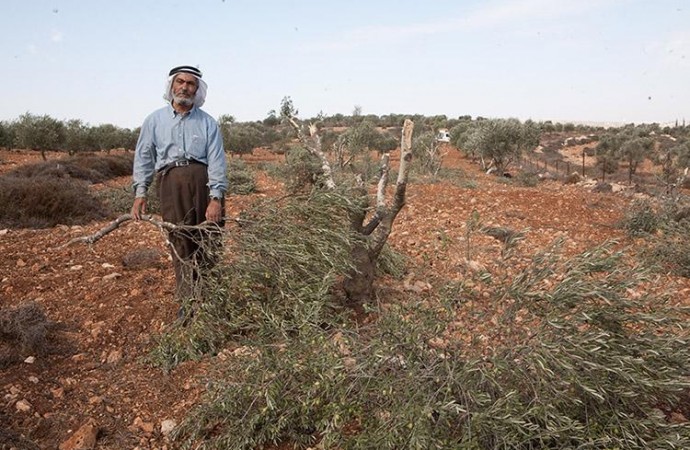 Israeli settlers uproot, steal olive saplings from village in West Bank
