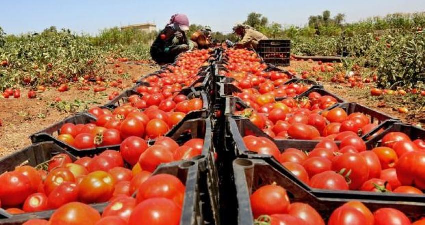 'Israel' says Gaza farmers must remove tomatoes crowns to export them