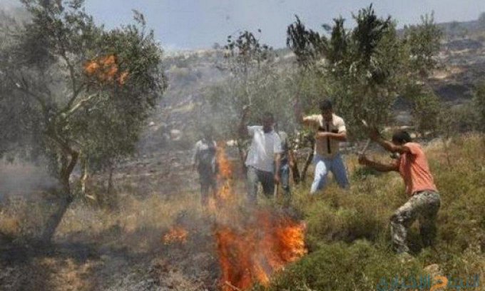 Israeli settlers torch dozens of olive trees in Nablus