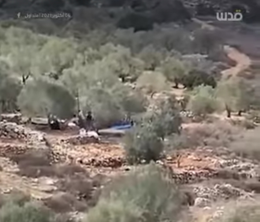 Video| Extremist Israeli settlers steal olive trees from Palestinian-owned land in Salfit