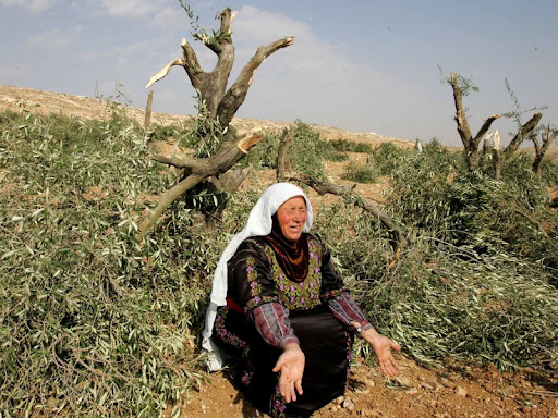 Israeli settlers uproot dozens olive trees in Nablus, spray them with poisonous substances