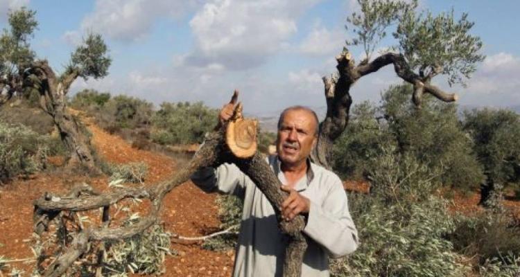Israeli military uproots 130 trees, levels lands in Hebron