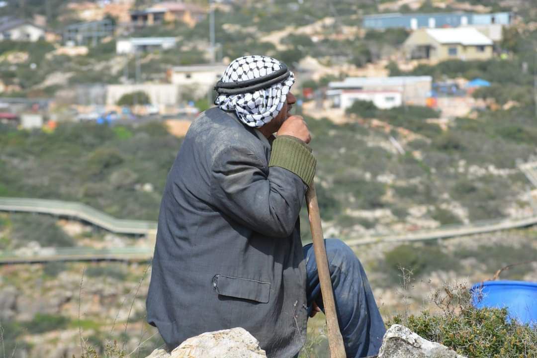 Israeli settlers uproot 20 olive saplings in Salfit