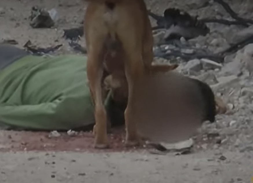 Stray Dogs Eating Bodies of Palestinian Martyrs in Northern Gaza, New Al Jazeera Footage Reveals