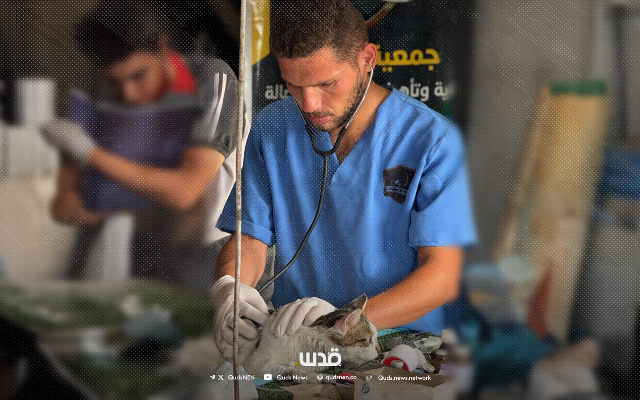 After a Week Missing, Israel Kills North Gaza’s Only Vet in Strike Despite Ceasefire