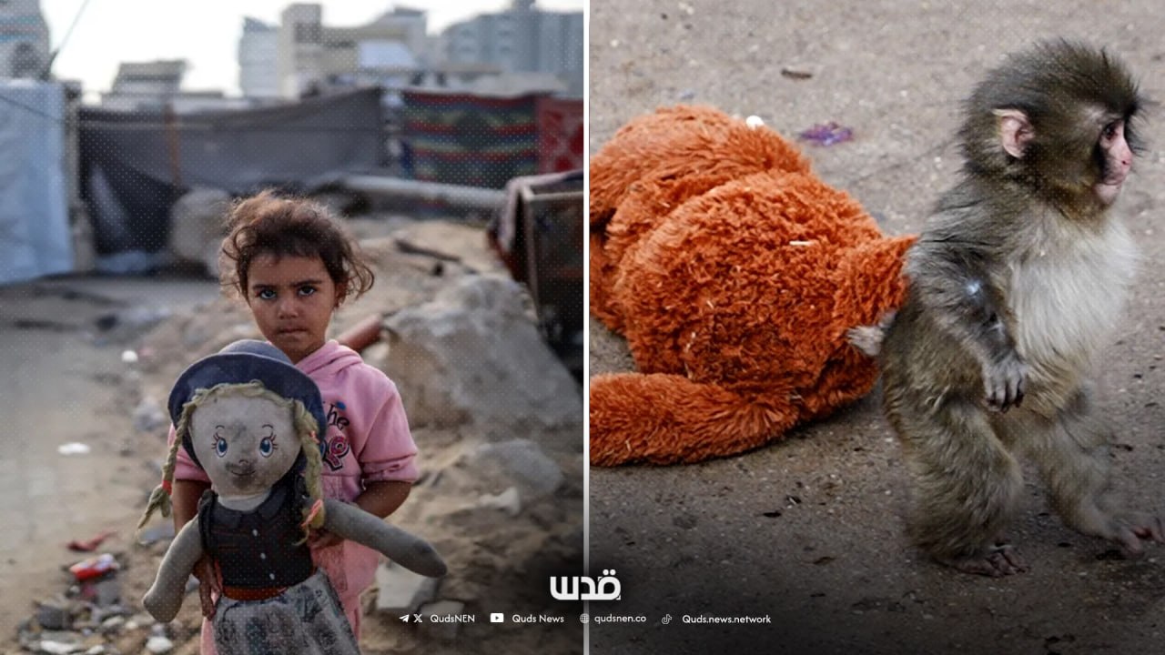 “World Stood Up for a Monkey, and Forget US”: From Punch the Monkey to Thousands of Orphaned Children in Gaza: How the World Reacts