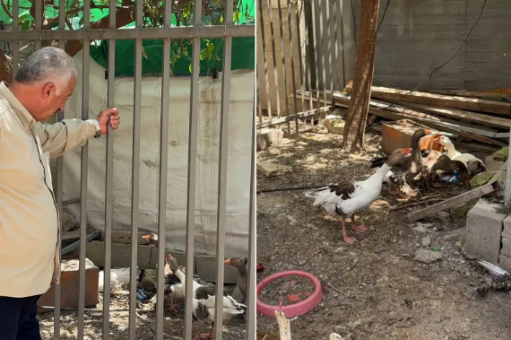 Israel Issues Expulsion Order Targeting Geese in Jerusalem’s Silwan Neighborhood