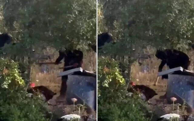 Israeli Settler Filmed Abusing Palestinian-owned Tied-up Dog in West Bank