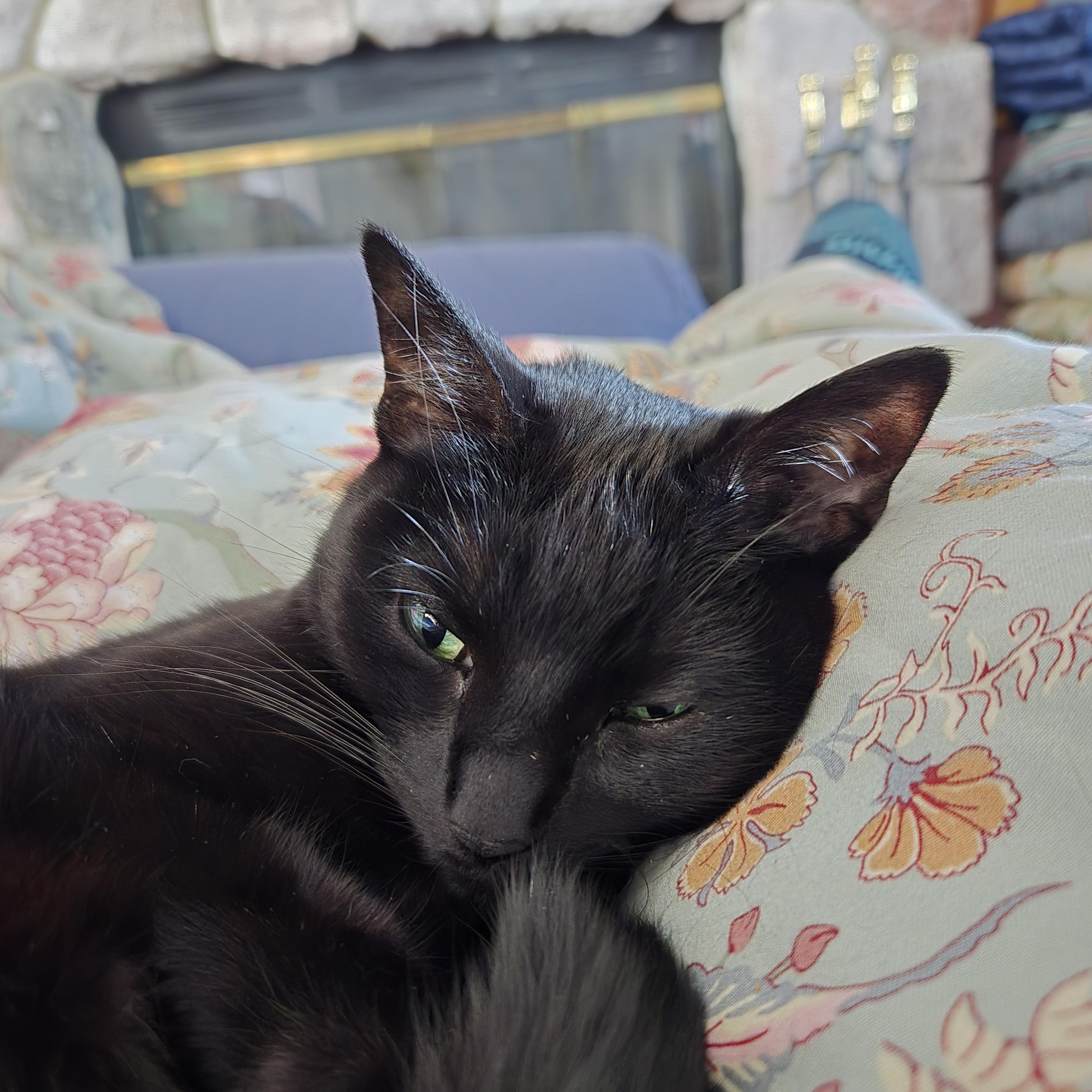 Close-up photo of our black cat Ninja curled up on my legs with her tail tucked under her nose as she stares balefully at me through half-opened eyes.