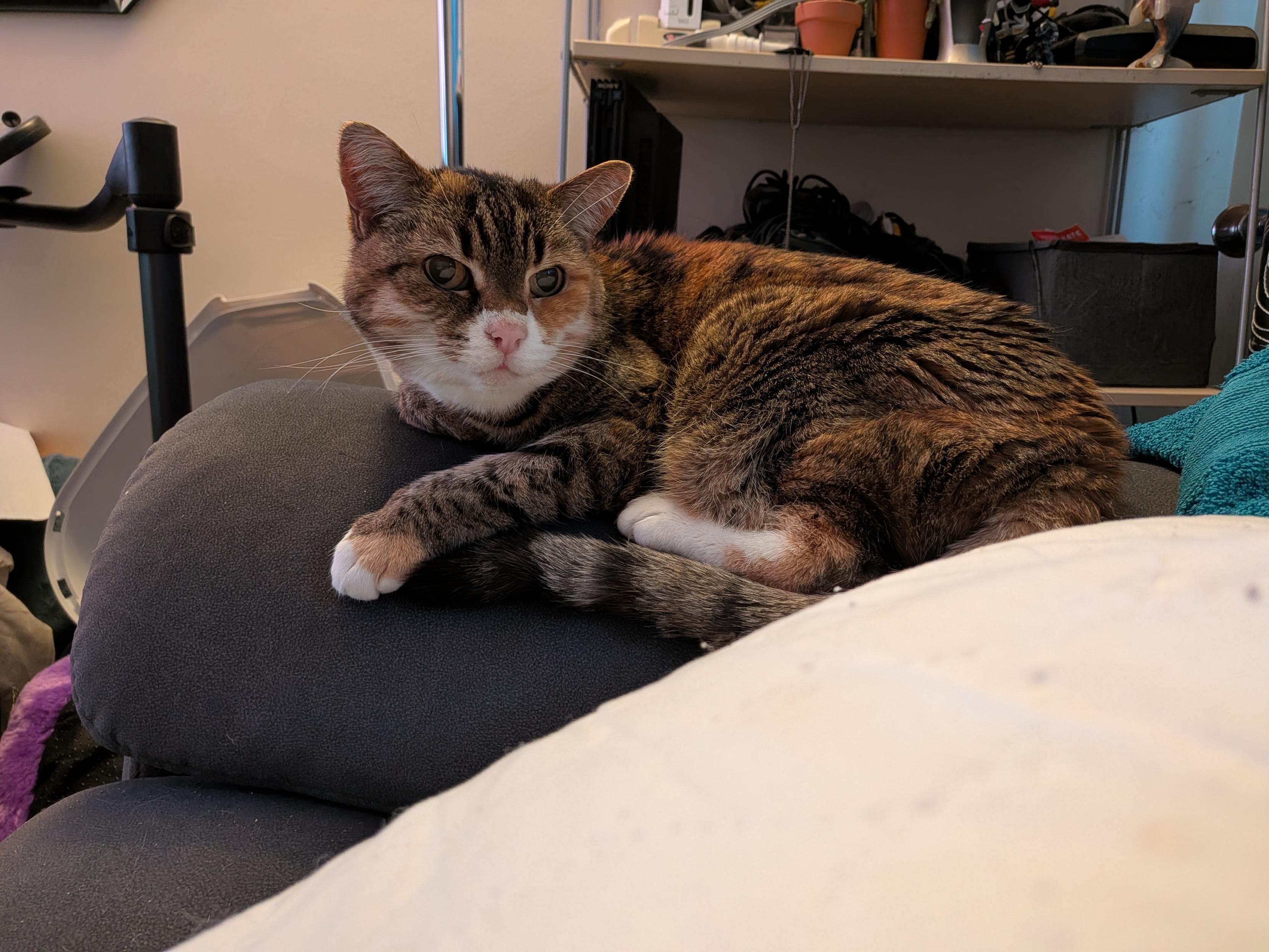 Munch cat sat on the arm of the sofa, curled up but head raised and looking up off to her left. It's a very cute pose.

Munch is a light brown, ginger, black and white cat. You can see her white "socks", front & rear paws