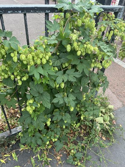 a leafy vine with lots of light green flowers growing on a black metal fence