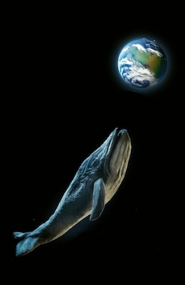The Songs of the Whales