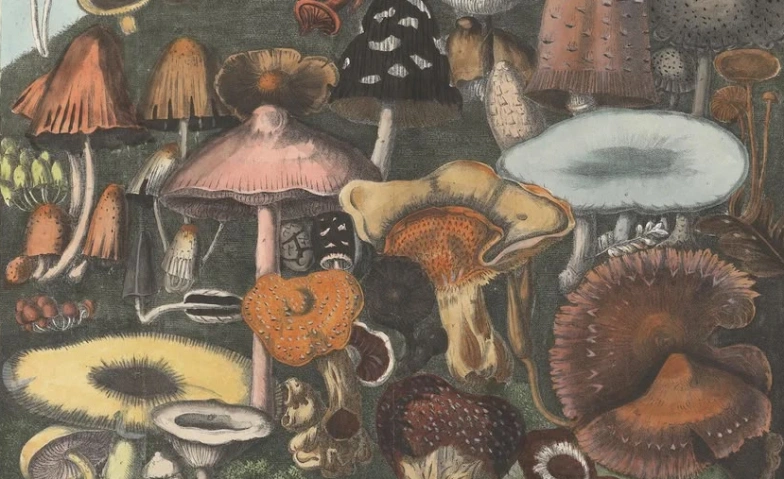 Brunch'n'Dance vol. 2: Fungi Fever