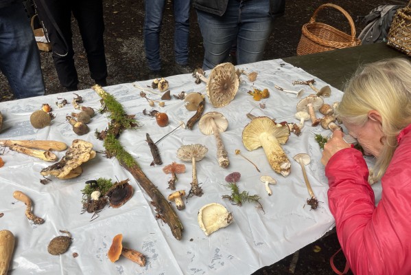 Mushroom Course