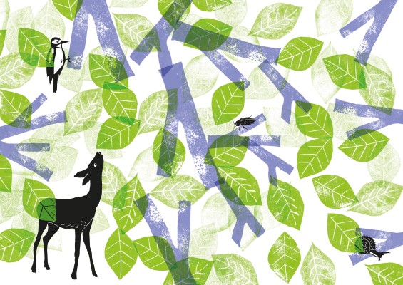 Exhibition - Who Lives There? The Beech, a Tree-Habitat