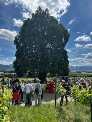 Randonnée gastronomique dans les vignobles de Bad Krozingen