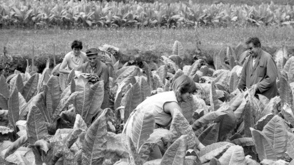La historia del tabaco en Brusio