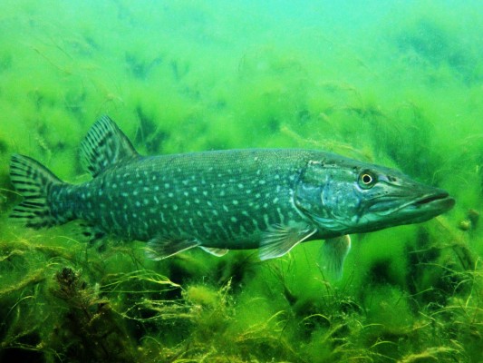 Aquatic Encounters, Discovering the Fish of Lake Geneva!