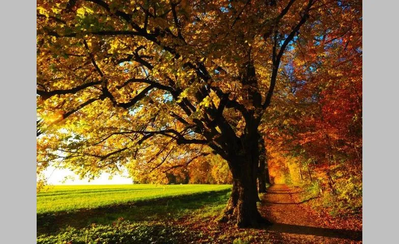 Die vier Jahreszeiten – einmal anders «Herbst»