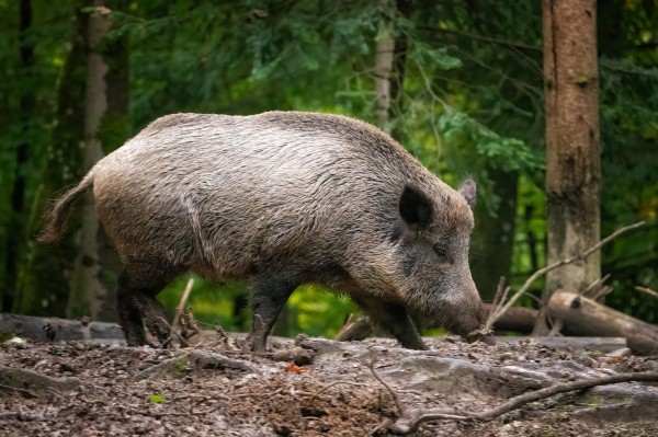 Wild Boar Safari