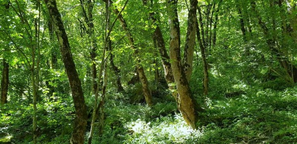 Gandwald près d'Elm - Randonnée guidée
