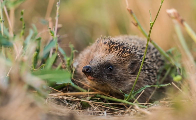 Igel unter uns