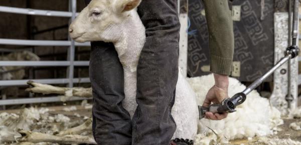 46th Sheep Shearing Huttwil